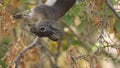 Abert`s Squirrel Hangs Upside Down Eating Seeds from a Tree Slow Motion Close Up