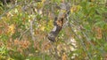 Abert`s Squirrel Hangs Upside Down Eating Seeds from a Tree Slow Motion