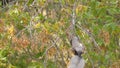 Abert`s Squirrel Hangs Upside Down and Falls from a Tree Slow Motion