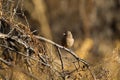 Aberts Towhee, Pipilo aberti Royalty Free Stock Photo