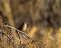 Aberts Towhee, Pipilo aberti Royalty Free Stock Photo