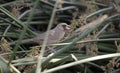 Aberts Towhee bird, Sweetwater Wetlands, Tucson Arizona desert Royalty Free Stock Photo