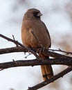 Aberts Towhee in California Royalty Free Stock Photo