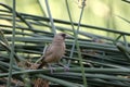 Abert`s Towee bird perched on cattail, Sweetwater Wetlands in Tucson Arizona USA Royalty Free Stock Photo