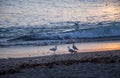 Aberystwyth city in Wales beach sunsetwith seagulls