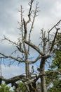 Abgestorbene BÃÂ¤ume mit kahlen ÃÂ¤sten, dead trees with bare bran Royalty Free Stock Photo