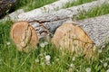 AbgesÃÆÃÂ¤gte BaumstÃÆÃÂ¤mme auf einer Wiese liegend, Deutschland Royalty Free Stock Photo