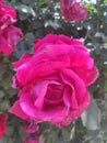 BEAUTIFUL PICTURE OF A PINK ROSE Royalty Free Stock Photo