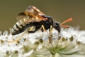 Abia sericea sawfly