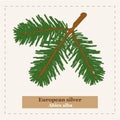 Abies alba - European silver