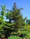 Abies balsamea or balsam fir Royalty Free Stock Photo