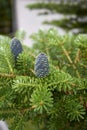 Abies balsamea with blue cones Royalty Free Stock Photo