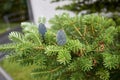 Abies balsamea with blue cones Royalty Free Stock Photo