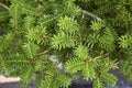Abies balsamea branch close up Royalty Free Stock Photo