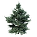 Abies Concolor, coniferous tree, 3d render