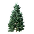 Abies Concolor, coniferous tree, isolated for composition