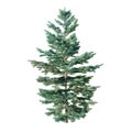 Abies Concolor, coniferous tree isolated