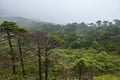 Abies forest in mist