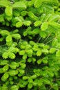 Abies koreana, cultivar of Korean fir with fresh buds Royalty Free Stock Photo