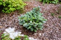 Abies koreana Kohouts Icebreaker, new dwarf cultivar of Korean fir