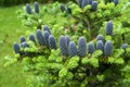 Abies Koreana. Purple cones on a tree