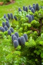 Abies Koreana. Purple cones on a tree.