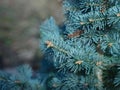 An abies lasiocarpa compacta Royalty Free Stock Photo