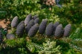 Abies lasiocarpa,  subalpine fir cones Royalty Free Stock Photo