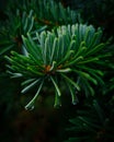 Abies nordmannia kaukasische Tanne with waterdrops macro photography