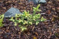 Abies Pinsapo Aurea are evergreen conifer growing in evergreen collectors garden. Royalty Free Stock Photo