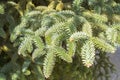 Abies Pinsapo branches in a garden Royalty Free Stock Photo
