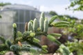 Abies pinsapo coniferous tree branches full of needles and with green unripened cones Royalty Free Stock Photo