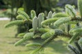 Abies pinsapo coniferous tree branches full of needles and with green unripened cones Royalty Free Stock Photo