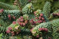 Abies pinsapo (spanish fir) with decorative purple red pollen in a botanical garden Royalty Free Stock Photo