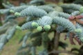 Abies procera REHD.