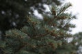 Abies tree in spring with many little cones Royalty Free Stock Photo