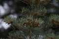 Abies tree in spring with many little cones Royalty Free Stock Photo
