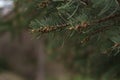 Abies tree in spring with many little cones Royalty Free Stock Photo