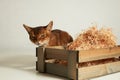 Abissinian cat sitting behind box