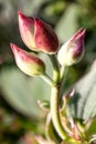 Abive view, stem of buds of Tibouchina urvilleana or Melastomataceae