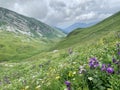 Abkhazia,  Arabica plateau in foggy summer morning. Flowering deep-belled flowers Royalty Free Stock Photo