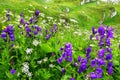 Abkhazia,  Arabica plateau in summer. Flowering deep-belled flowers Royalty Free Stock Photo