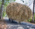 Abkhazia. Caucasus. Cartful of hay, hay wagon