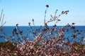 Abkhazia, Gagra. View from mountain on pink flowers and Black Sea Royalty Free Stock Photo