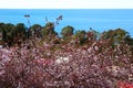 Abkhazia, Gagra. View from mountain on pink flowers and Black Sea Royalty Free Stock Photo