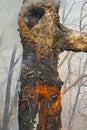 Ablaze Tree 9