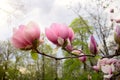 Abloom flower of magnolia tree in springtime