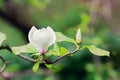 Abloom flower of magnolia tree in summertime