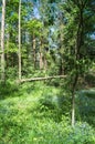 Abloom forest glade lit by morning sunlight, Moscow suburbs, Russia.