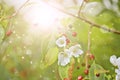 Abnormal flowering of an apple tree in autumn on branches with mature apples. A consequence of global warming. Royalty Free Stock Photo